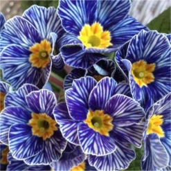 Primrose Blue Zebra - Zebra Blue Primula - Pack Of SIX Plants 7 Primrose Blue Zebra - Zebra Blue Primula - Pack Of SIX Plants -Outlet Plant Store B25771D80D0B72497BD3017DEC497FF7 1