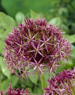Allium Christophii - Star Of Persia - Pack Of 40 Bulbs -Outlet Plant Store B2E11388671058113503C9C4DE3F8ADA 2