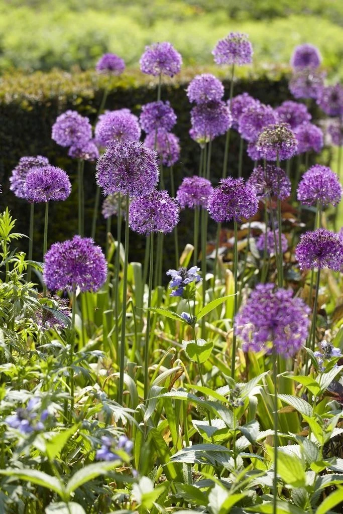Allium Purple Sensation - Ornamental Onion Plant