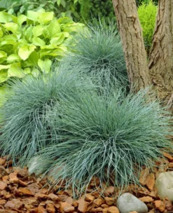 Festuca Glauca Elijah Blue - Fescue - Pack Of THREE -Outlet Plant Store B63BAD56A4230F120DDA385D443095BC