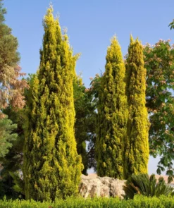 Lemon Scented Monterey Golden Cypress LARGE 100-120cm Gold Totem Tree + -Outlet Plant Store B6A51C1961AD3AC8E7A59C01D33B3D33