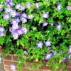 Geranium Wallichianum Buxtons Variety