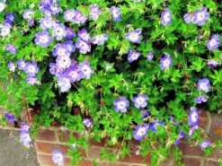 Geranium Wallichianum Buxtons Variety
