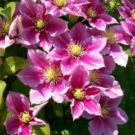 Clematis Piilu - Summer Flowering Clematis 1 Clematis Piilu - Summer Flowering Clematis