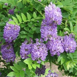 Wisteria Amethyst Falls - Blue - Large Specimen Plant 5-6ft 5 Wisteria Amethyst Falls - Blue - Large Specimen Plant 5-6ft -Outlet Plant Store B9C8B2B40E800598040AB243D26C5363 2
