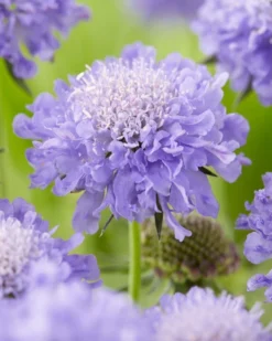 Scabiosa Columbaria Mariposa Blue - Butterfly Blue Pincushion Flower Scabious 9 Scabiosa Columbaria Mariposa Blue - Butterfly Blue Pincushion Flower Scabious -Outlet Plant Store BA512CB00760F39F46E3FF42135ED437
