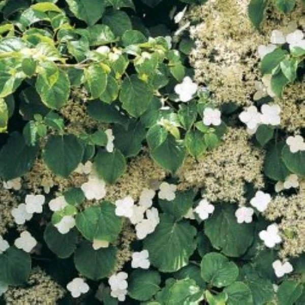 Hydrangea Anomala Petiolaris - Climbing Hydrangea - Circa 80-100cms Tall 2 Hydrangea Anomala Petiolaris - Climbing Hydrangea - Circa 80-100cms Tall - Image 2