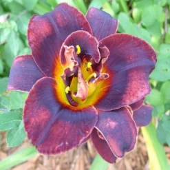 Hemerocallis Voodoo Dancer - Daylily -Outlet Plant Store BB5AB74ED515ACAAA4761F11BB66CFFE