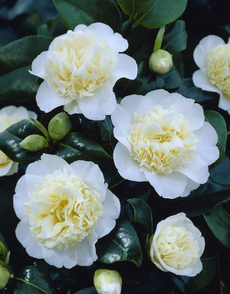 Miscanthus 'Purpurascens' - Flame Grass 2 Miscanthus 'Purpurascens' - Flame Grass - Image 2