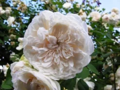 Rose Sombreuil - Climbing Rose