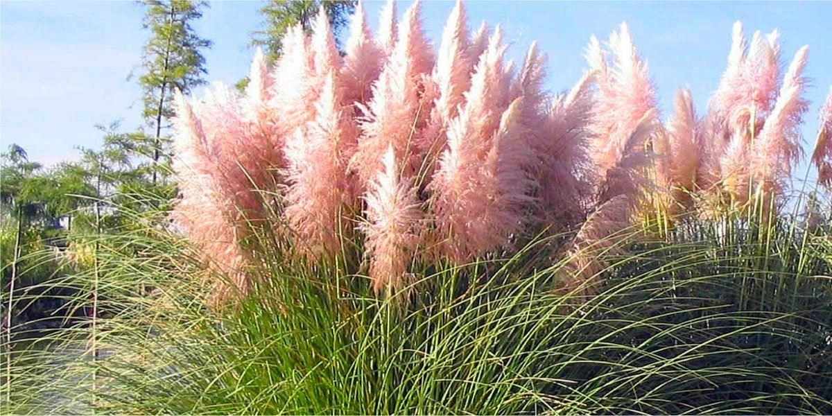 PINK Pampas Grass - Cortaderia Selloana Rosea 2 PINK Pampas Grass - Cortaderia Selloana Rosea - Image 2
