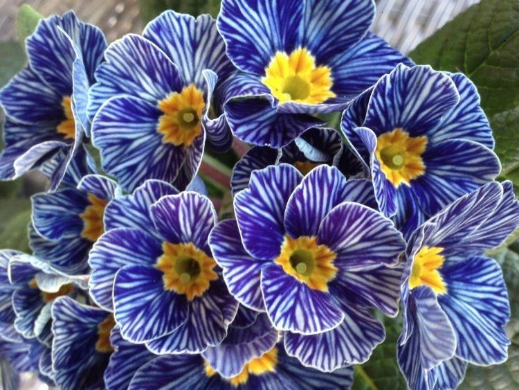 Primrose Blue Zebra - Zebra Blue Primula - Pack Of SIX Plants 2 Primrose Blue Zebra - Zebra Blue Primula - Pack Of SIX Plants - Image 2