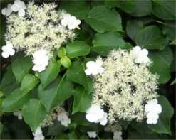 Hydrangea Petiolaris - Climbing Hydrangea - 6-7ft Specimen Climber -Outlet Plant Store C349902B09A9F6624673C3BDFB61D234 1