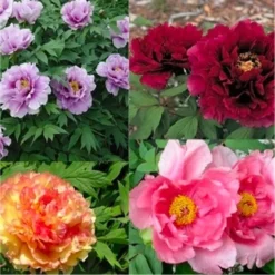 Tree Peony Collection - Selection Of THREE Plants - Paeonia Suffruticosa Peonies In Mixed Colours -Outlet Plant Store C3D142B719B032A612D6A1AC49C8539A 1