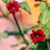 WINTER SALE - Large 6ft Jasminum Beesianum - Rare Red Jasmine