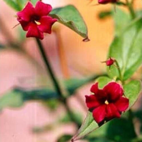 WINTER SALE - Large 6ft Jasminum Beesianum - Rare Red Jasmine 1 WINTER SALE - Large 6ft Jasminum Beesianum - Rare Red Jasmine