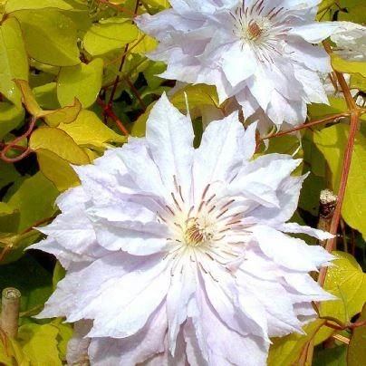Clematis Celebration - NEW & EXCLUSIVE - A Rare Beauty To Light Up Your Garden 1 Clematis Celebration - NEW & EXCLUSIVE - A Rare Beauty To Light Up Your Garden