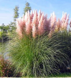 PINK Pampas Grass - Cortaderia Selloana Rosea 5 PINK Pampas Grass - Cortaderia Selloana Rosea -Outlet Plant Store C4952EE6D00B5F707CA841571FA53F46 2