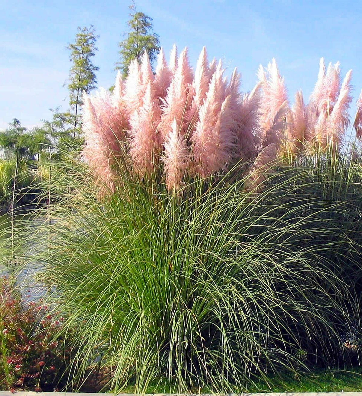 PINK Pampas Grass - Cortaderia Selloana Rosea 3 PINK Pampas Grass - Cortaderia Selloana Rosea - Image 3