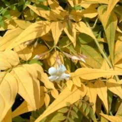 Jasminum Officinale 'Fiona Sunrise' - Jasmine