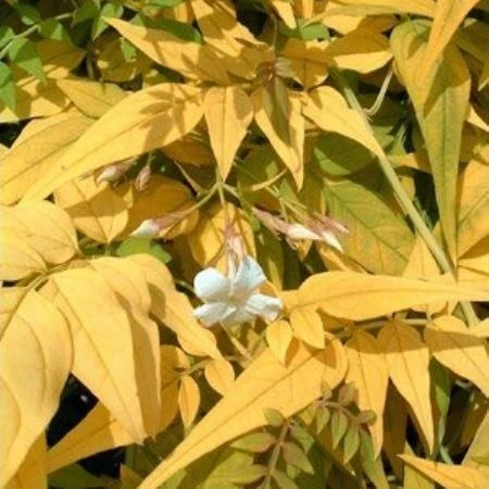 Jasminum Officinale 'Fiona Sunrise' - Jasmine 1 Jasminum Officinale 'Fiona Sunrise' - Jasmine