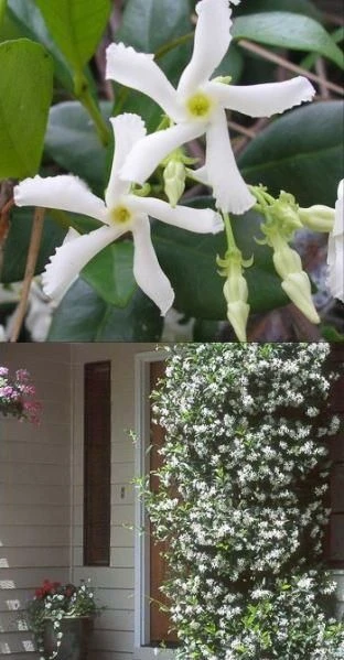 Trachelospermum Jasminoides - Star Jasmine Rhyncospermum 2 Trachelospermum Jasminoides - Star Jasmine Rhyncospermum - Image 2