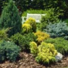 Dwarf Slow Growing Conifers - Collection Of 5 Different Contrasting Plants