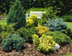 Dwarf Slow Growing Conifers - Collection Of 5 Different Contrasting Plants