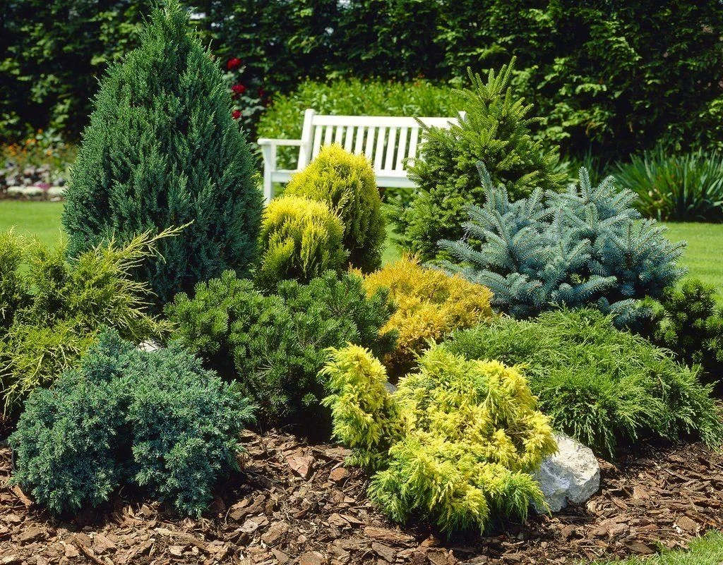Dwarf Slow Growing Conifers - Collection Of 5 Different Contrasting Plants 1 Dwarf Slow Growing Conifers - Collection Of 5 Different Contrasting Plants