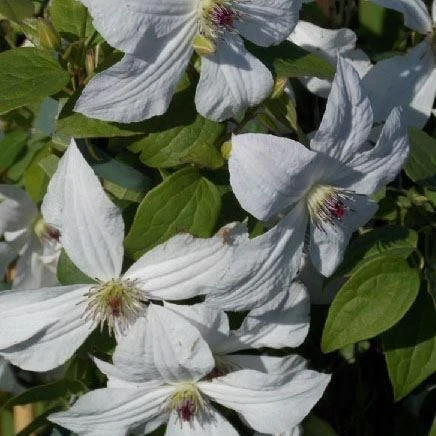 Clematis Jackmanii Forever Friends - Summer Flowering Clematis 1 Clematis Jackmanii Forever Friends - Summer Flowering Clematis