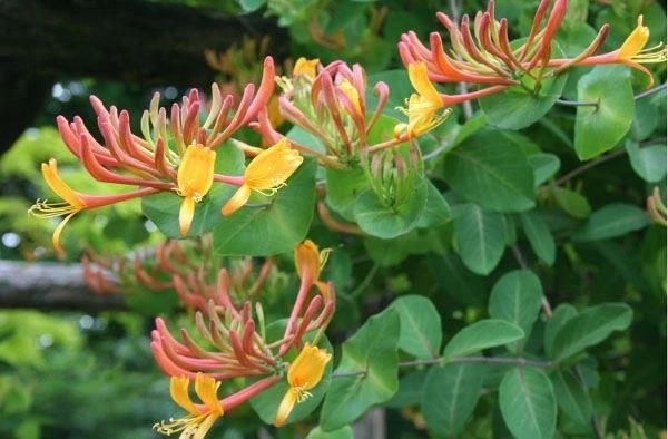 Honeysuckle - Large 6-7ft Specimen Plant - Lonicera X Heckrottii Gold Flame - Goldflame Honeysuckle 3 Honeysuckle - Large 6-7ft Specimen Plant - Lonicera X Heckrottii Gold Flame - Goldflame Honeysuckle - Image 3