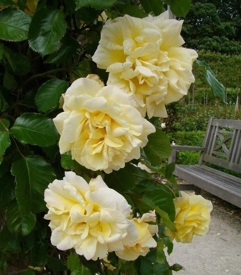 Rose Emily Gray - Rambling Rose 2 Rose Emily Gray - Rambling Rose - Image 2