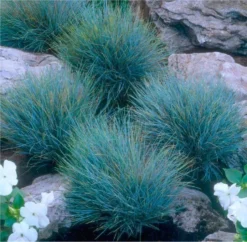 Festuca Glauca Elijah Blue - Fescue - Pack Of THREE -Outlet Plant Store CAAEA47776F3AB2C2B5A3F877AD9E659