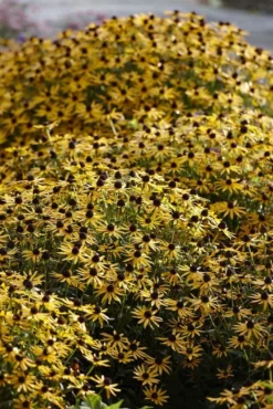 Rudbeckia Fulgida Little Goldstar - Black Eyed Susan 7 Rudbeckia Fulgida Little Goldstar - Black Eyed Susan -Outlet Plant Store CAD6F38E3815C54AA70E5A23A7B9E4B8