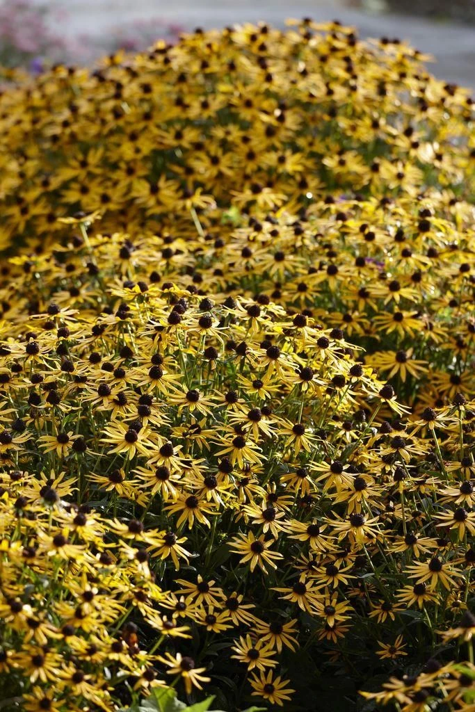 Rudbeckia Fulgida Little Goldstar - Black Eyed Susan 4 Rudbeckia Fulgida Little Goldstar - Black Eyed Susan - Image 4