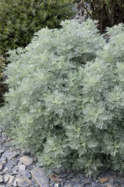 Artemisia Powis Castle - Woodworm