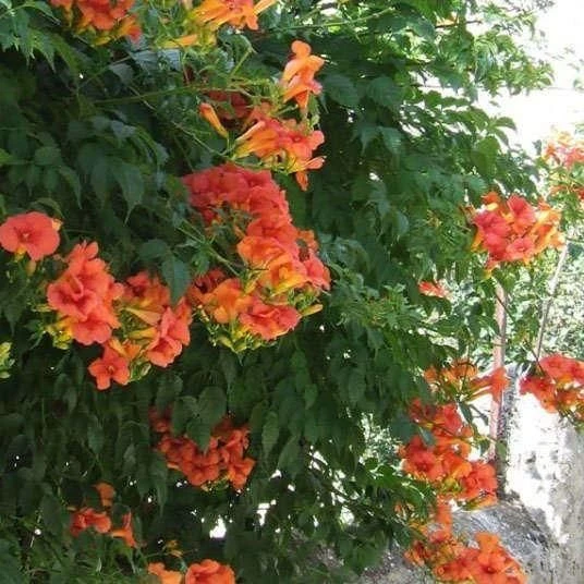 Campsis Solo Rosso - Trumpet Vine 2 Campsis Solo Rosso - Trumpet Vine - Image 2