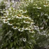 Echinacea Purpurea Alba ''White Swan''