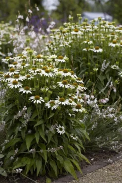 Echinacea Purpurea Alba ''White Swan''