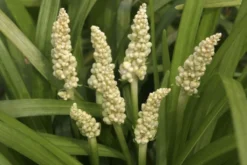Liriope Muscari Alba - White Lily Turf -Outlet Plant Store CFBCF97C02D9384A61C5D7ACFFFDCE20