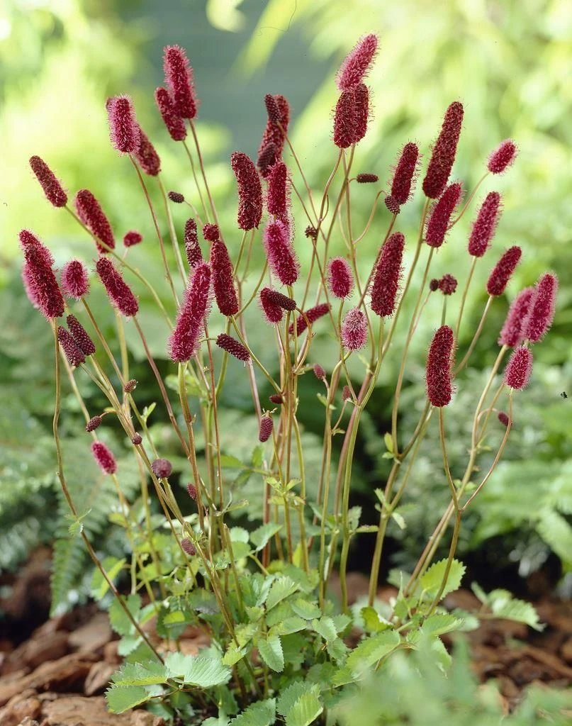 Sanguisorba Menziesii 2 Sanguisorba Menziesii - Image 2