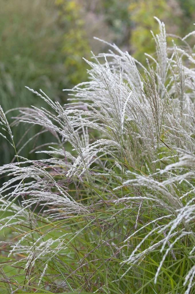 Miscanthus Sinensis Kleine Fontaine - LARGE Specimen 2 Miscanthus Sinensis Kleine Fontaine - LARGE Specimen - Image 2