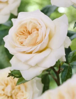 Rose Penny Lane - Climbing Rose