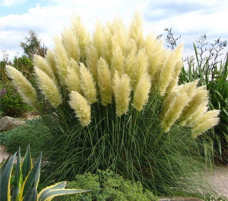 Pampas Grass - Cortaderia Selloana Pumila - Dwarf Pampas Grass 2 Pampas Grass - Cortaderia Selloana Pumila - Dwarf Pampas Grass - Image 2