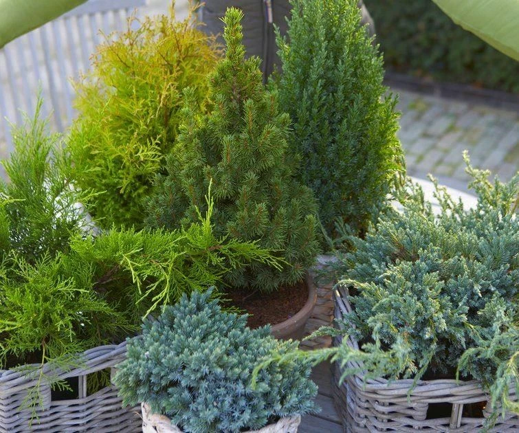 Dwarf Slow Growing Conifers - Collection Of 5 Different Contrasting Plants 2 Dwarf Slow Growing Conifers - Collection Of 5 Different Contrasting Plants - Image 2