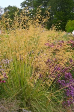Stipa Gigantea - Golden Oats Grass - Large Plant -Outlet Plant Store D76B9DC79A34AA30E13161A5268F47FE 1