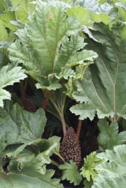 Gunnera Manicata - Giant Chile Rhubarb -Outlet Plant Store D95169C43965744183096272B47B18E2