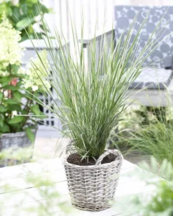 Calamagrostis Acutiflora 'Overdam' - Feather Reed Grass -Outlet Plant Store DA25BA899383395B1DE917DCCFB5546B