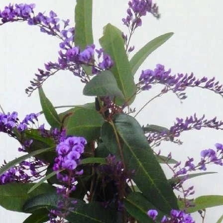 Hardenbergia Violacea "Happy Wanderer" - Evergreen Purple Coral Pea 2 Hardenbergia Violacea "Happy Wanderer" - Evergreen Purple Coral Pea - Image 2