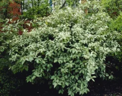 Elaeagnus Ebbingei Compacta - LARGE Circa 100-120cms Tall Bushy Evergreen